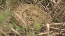 A rattlesnake in its den near Lethbridge.
