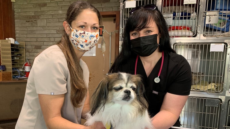 Veterinary assistant Katy Zanluttikhuizen and veterinarian Dr. Laura Palumbo with Sadie on May 10, 2021. (Bryan Bicknell/CTV London)