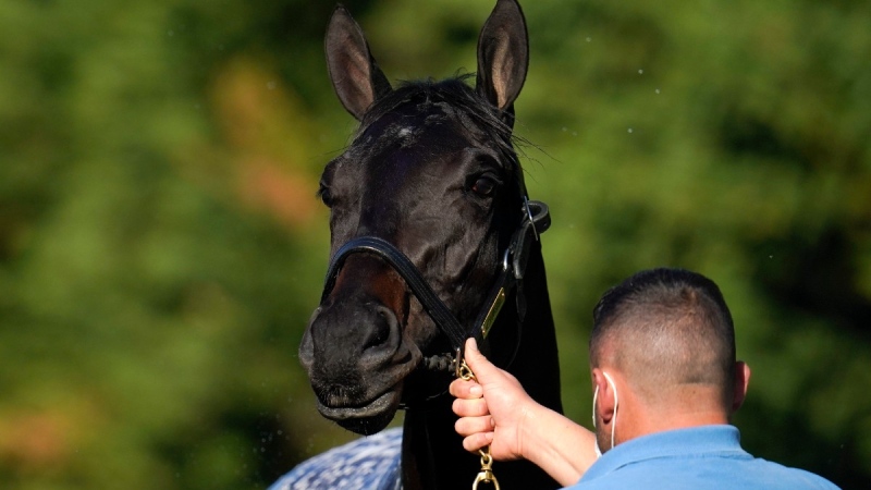 Kentucky Derby winner Medina Spirit is groomed after a morning exercise at Pimlico Race Course ahead of the Preakness Stakes horse race, on May 11, 2021. (Julio Cortez / AP)