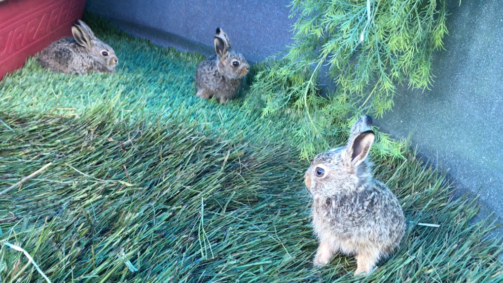 Find a hare, leave it there': Wildlife experts respond to video of baby hare  hiding in Edmonton yard | CTV News