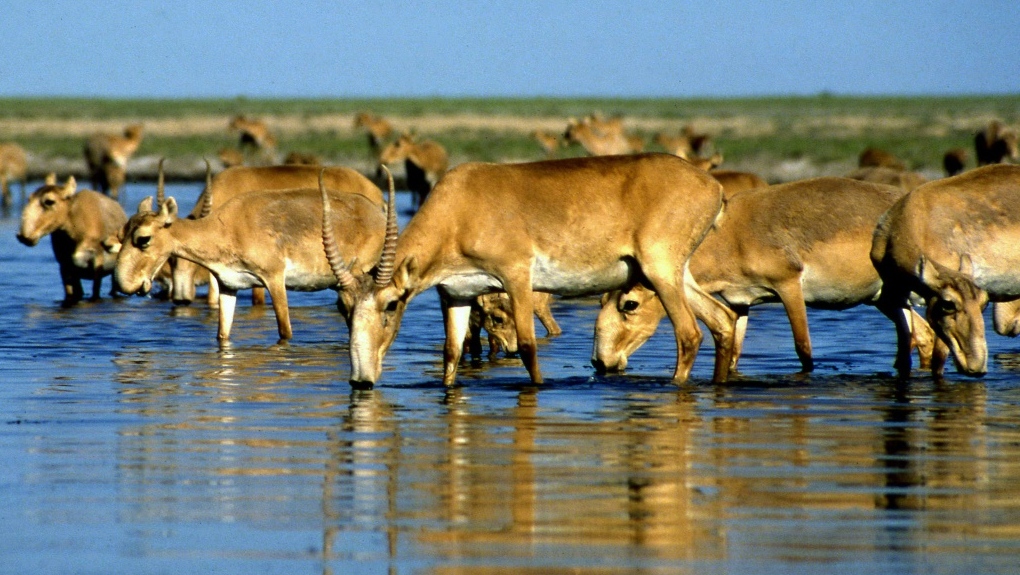 Saiga antelopes