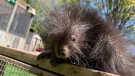 An orphaned baby porcupine named Patty is being cared for by Wildlife Haven Waterloo. (Jessica Smith/CTV Kitchener)