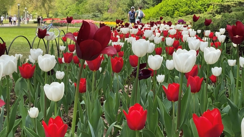 The Canadian Tulip Festival kicks off it’s season and for the second year, events will be hosted online as residents are asked to avoid seeing them in person unless they live in the area. (Tyler Fleming/CTV News Ottawa)