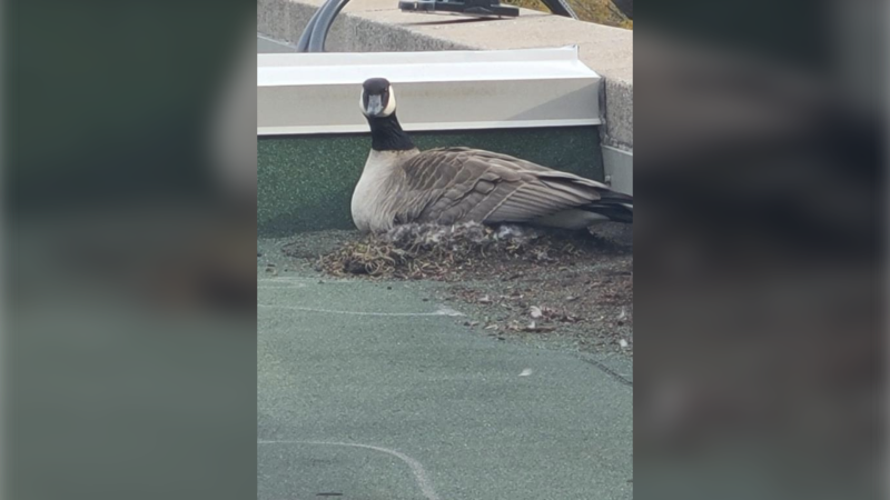 Some Canada Geese have chosen outside the NICU Centre at Windsor Regional Hospital to lay their eggs. (courtesy Windsor Regional Hospital)
