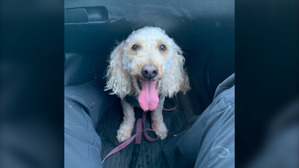 Dog found in hot car
