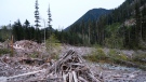 Dead trees and refuse are shown along the Bugaboo, a logging road in the Fairy Creek area near Port Renfrew, B.C., on Tuesday, May 11, 2021. A number of blockades are set up in the area to prevent the logging of old-growth forests. THE CANADIAN PRESS/Jen Osborne