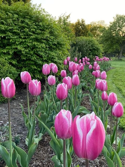 Spring flowers in Windsor