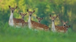 Fallow deer are pictured: (iStock)