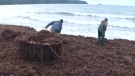 Vancouver Island is hosting its its first ever Seaweed Days event: (CTV News)