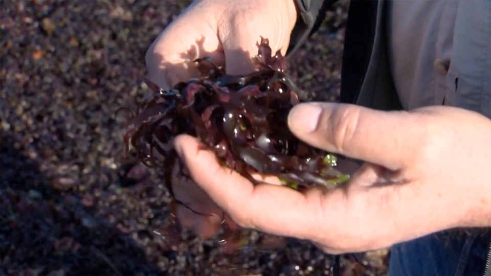 seaweed 
