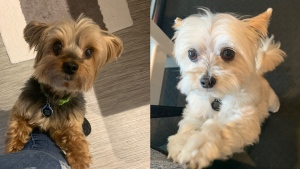 Tango (right) and Rocky (left) were killed in a dog attack during a stay at a Winnipeg dog daycare on May 7, 2021. (Submitted: Andreina Holliday)