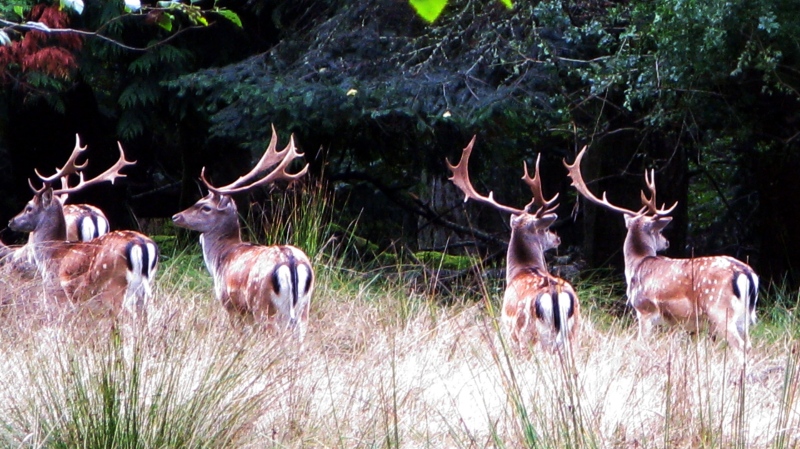 European fallow deer on Sidney Island, north of Victoria, are shown: (Parks Canada)