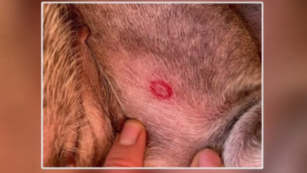 Red, bulls-eye-shaped bite marks on your pooch? They could be from black  flies