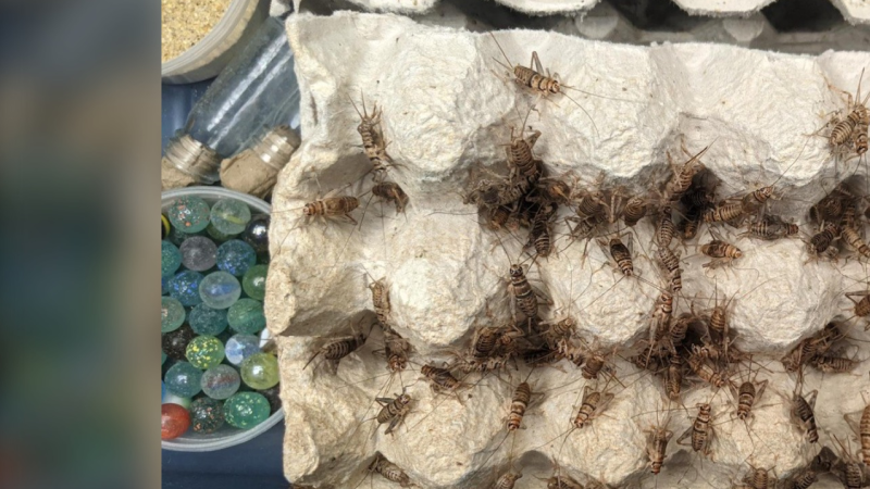 Crickets in the lab at Carleton University. (Photo courtesy: Matt Muzzatti)