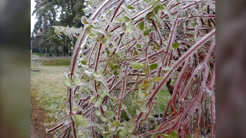 Ice covers tree branches after a storm sweeps through Invermay (Supplied by a CTV Regina viewer)