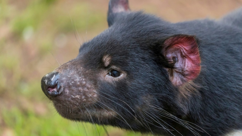 Tasmanian devils born on Australian mainland in rewilding push | CTV News