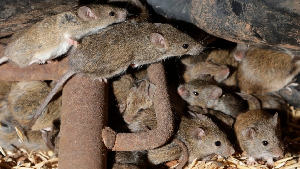 Mice on a farm near Tottenham, Australia