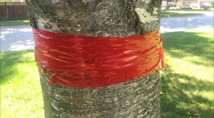 Red duct tape around a tree traps Gyspy Moth caterpillars in Barrie, Ont. on Fri. May 28, 2021 (CTV News Barrie)