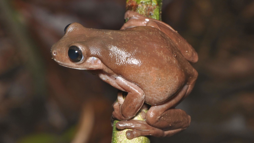 Chocolate frog CNN