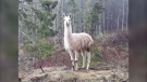 A beloved llama that went missing from a gun range on Vancouver Island two weeks ago has been found dead. (Facebook/Victoria Fish and Game Protective Association)