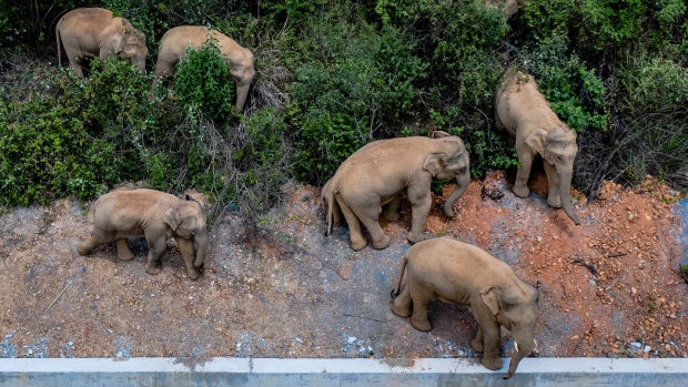 China está tratando de mantener a la manada de elefantes fuera de la ciudad de 7 millones