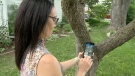 The city of Ottawa's Genevieve Raymond demonstrates the city’s tree inventory map.  (Chris Black/CTV News Ottawa)
