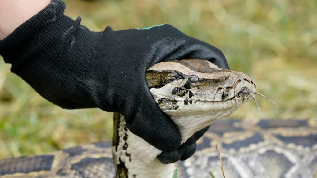 man holding a Burmese python
