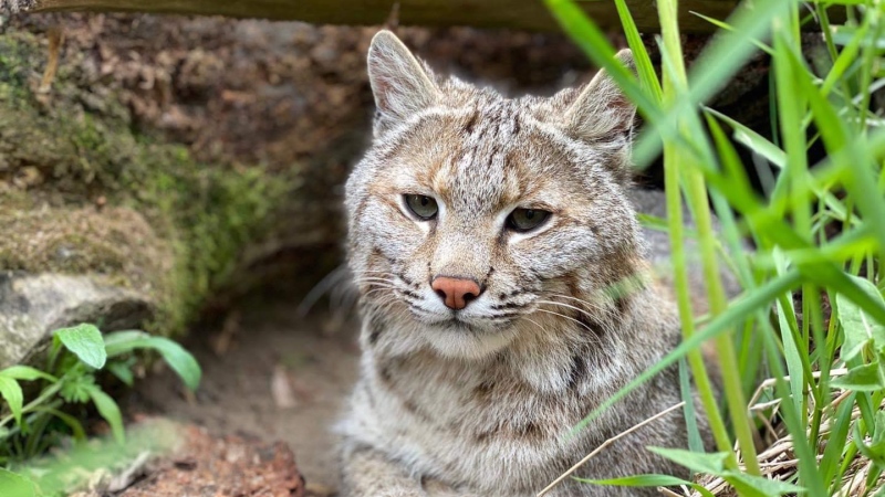 BC the Bobcat is missing from the Saunders Country Critters Zoo and Sanctuary in North Grenville, Ont. Ontario Provincial Police believe someone intentionally let the animal out of its pen over the weekend. (OPP handout)