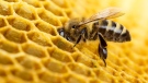 A TikTok star beekeeper has come under fire after a bee removal specialist criticized her 'dangerous' methods. (Valengilda/Getty Images/CNN)