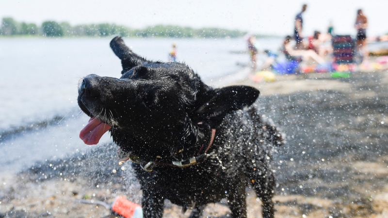 Magic, a Black Lab, sprays water as she shakes herself dry after retrieving a throw toy in the Ottawa River in Ottawa, as a heat warning is in effect for the region with expected daytime high temperatures of 31 to 33 degrees C, on Sunday, June 6, 2021. (Justin Tang/THE CANADIAN PRESS)