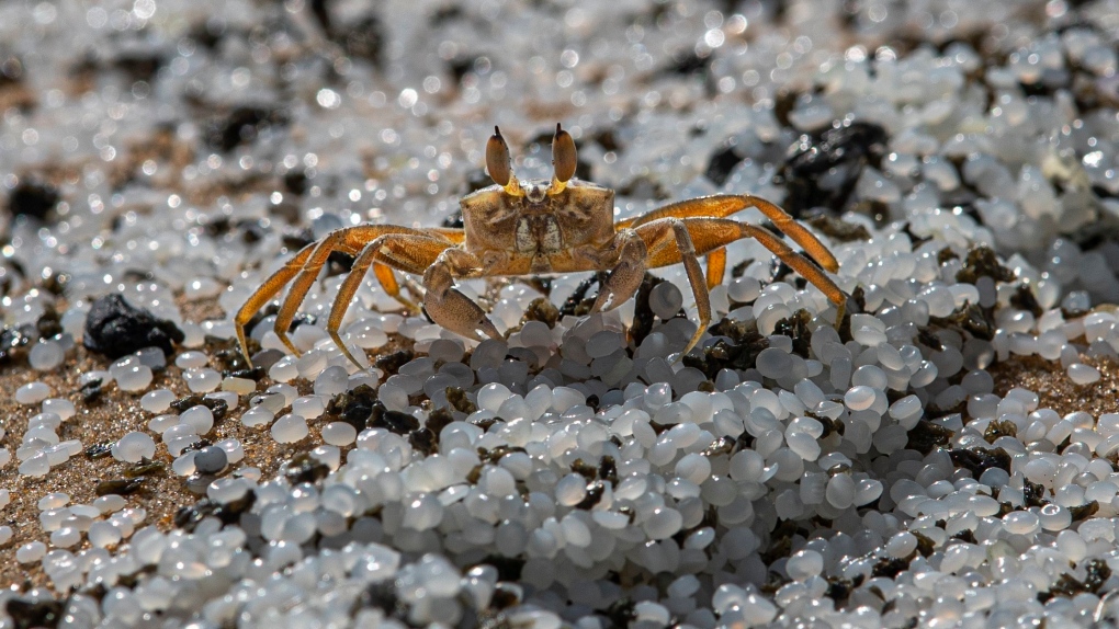 Crab on polluted beach