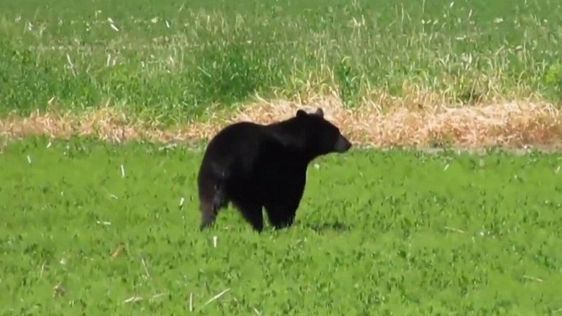 Suburban bear sighting