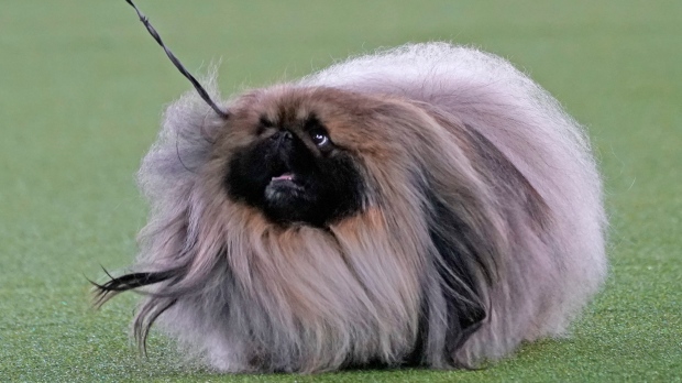 Top dog! Pekingese named Wasabi wins Westminster dog show