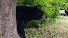 Ottawa police say a black bear settled into a local back yard in the area of Earl Mulligan Drive and Woodroffe Avenue, July 14, 2021. (Photo via the Ottawa Police Service)