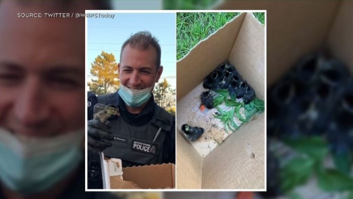 WRPS officer rescues ducklings from roadway