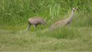 Sandhill cranes as seen at Panama Flats in Saanich: June 16, 2021 (CTV News)