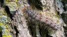 Gypsy Moth caterpillars are known by their blue and red dots and skin-irritating hairy back hatched by the millions across Ontario this spring. Ottawa, On. June 17, 2020. (Tyler Fleming/CTV News Ottawa)
