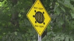 A road sign in Oro-Medonte alerts motorists to take caution from May to September as turtles could venture across the street. Mon. June 21, 2021 (Katelyn Wilson/CTV News)