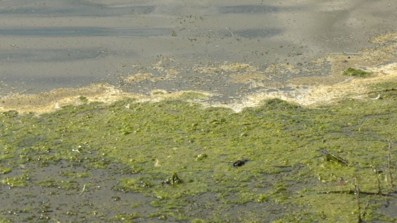 Algoma Public Health said Wednesday that a possible blue-green algal bloom has been spotted in Echo Lake in Garden River. (File)
