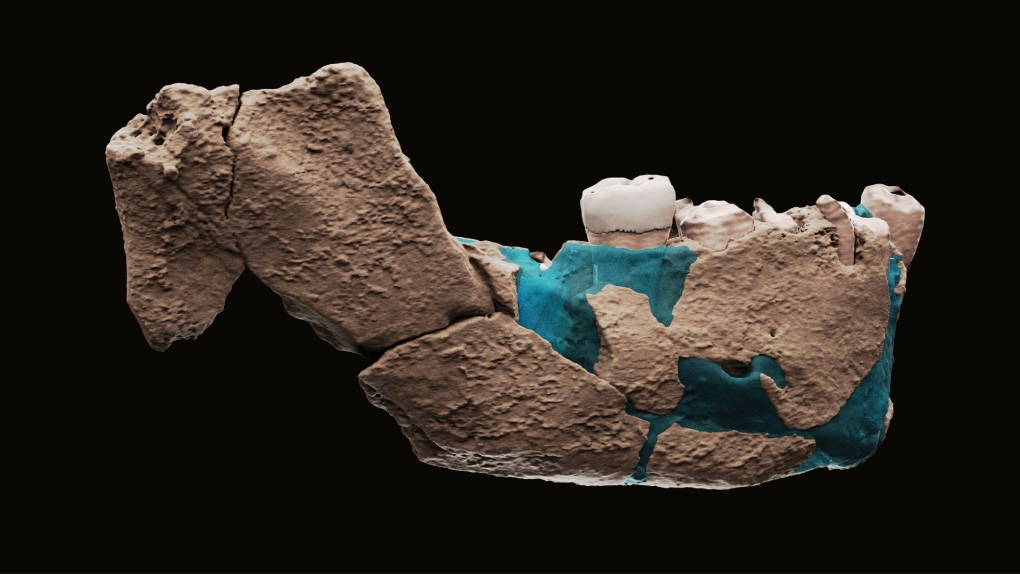 Reconstruction of a human ancestor mandible