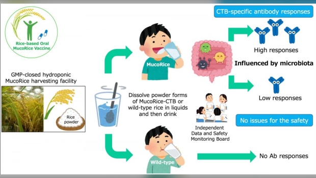 Investigadores japoneses crean una nueva vacuna contra el cólera utilizando arroz modificado genéticamente