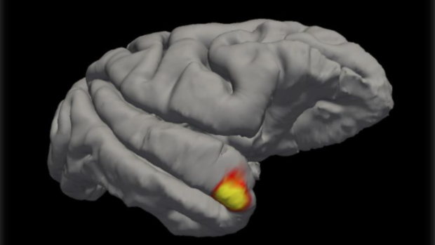 Ricercatori statunitensi hanno scoperto una nuova classe di cellule di memoria nel cervello