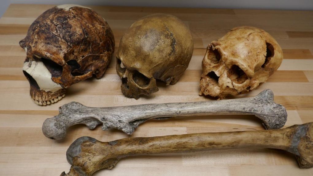 Skulls of various Homo species
