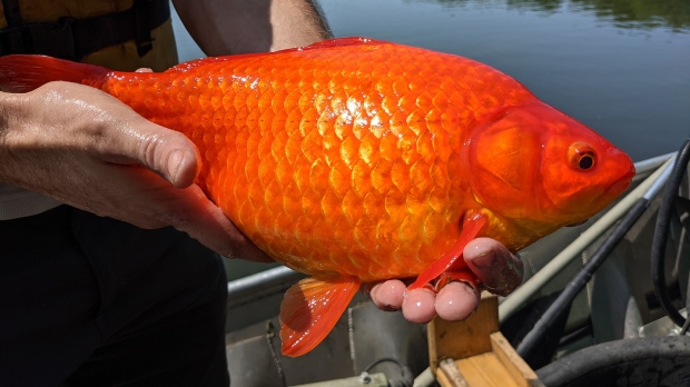 Animali indesiderati: il pesce rosso gigante appare nei corsi d’acqua del Minnesota