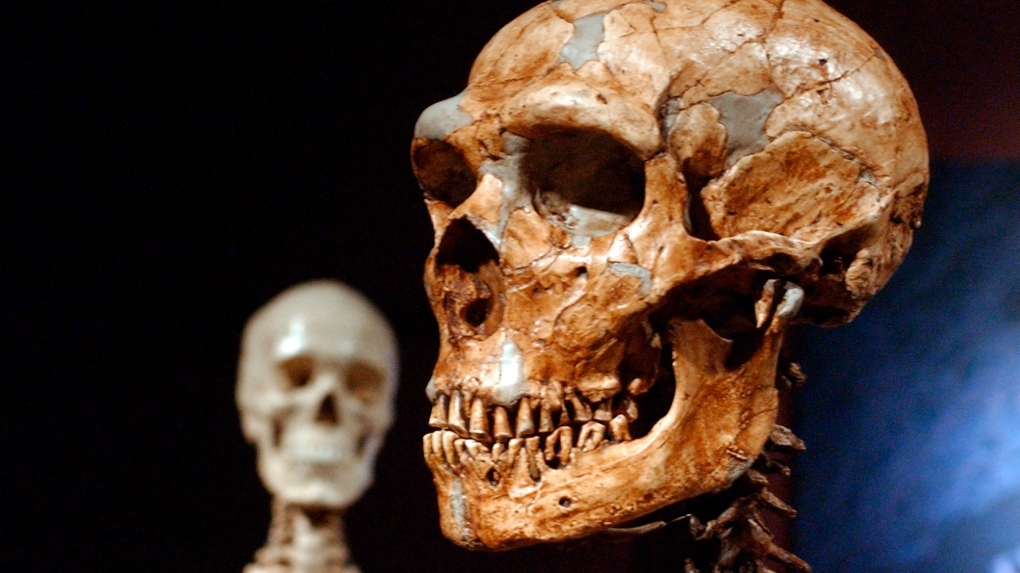 Human Neanderthal DNA