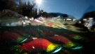 Spawning sockeye salmon, a species of Pacific salmon, are seen making their way up the Adams River in Roderick Haig-Brown Provincial Park near Chase, B.C., Tuesday, Oct. 14, 2014. THE CANADIAN PRESS/Jonathan Hayward