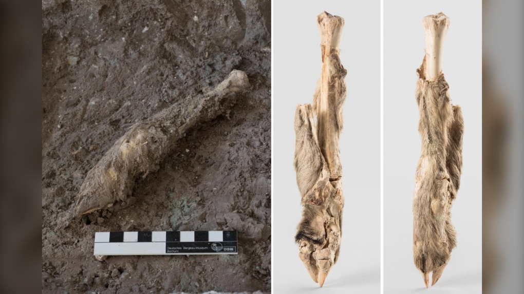 Mummified sheep leg