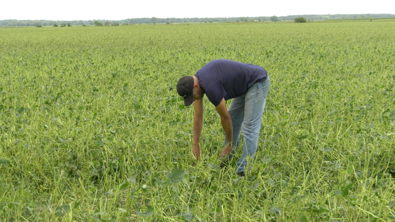 Johnny Spruit of Triple J Farms checks over a soybean field ravaged by Tuesday's hailstorm. (Nate Vandermeer/CTV News Ottawa)