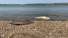 Dead carp around Echo Lake have been washing up on shore over the last few days from low oxygen in the water, caused by warm conditions. (Andrew Benson/CTV News) 