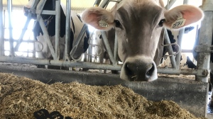 A dairy cow at a farm in Essex County, Ont. on Wednesday, July 28, 2021. (Michelle Maluske/CTV Windsor)